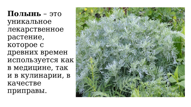 Полынь  – это уникальное лекарственное растение, которое с древних времен используется как в медицине, так и в кулинарии, в качестве приправы. 