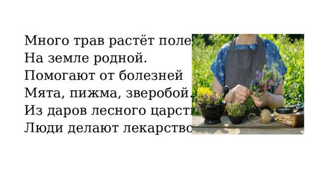 Много трав растёт полезных На земле родной. Помогают от болезней Мята, пижма, зверобой.     Из даров лесного царства Люди делают лекарство. 