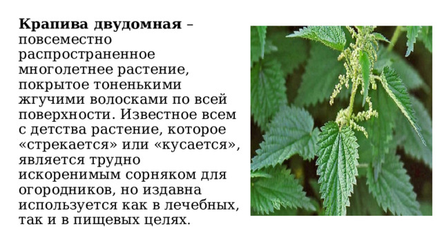 Крапива двудомная – повсеместно распространенное многолетнее растение, покрытое тоненькими жгучими волосками по всей поверхности. Известное всем с детства растение, которое «стрекается» или «кусается», является трудно искоренимым сорняком для огородников, но издавна используется как в лечебных, так и в пищевых целях . 