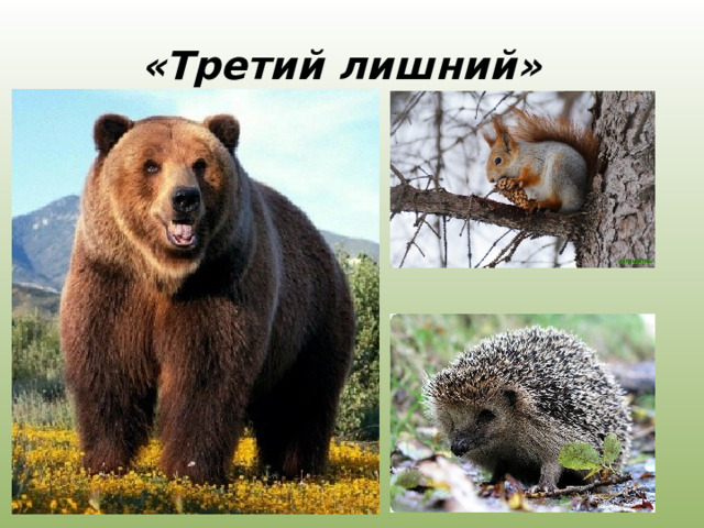 «Третий лишний» 