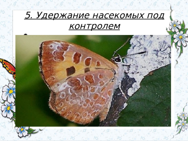 5. Удержание насекомых под контролем 