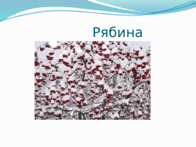  Рябина 