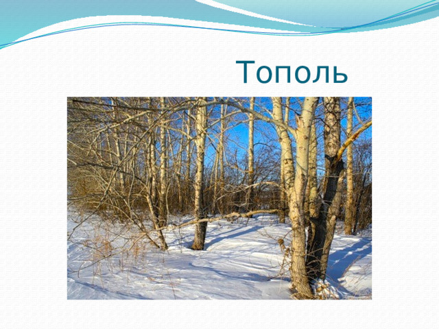  Тополь 