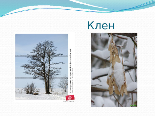  Клен 