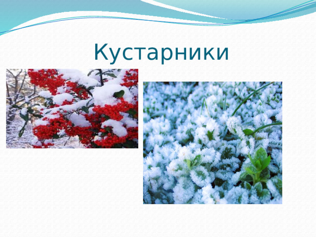  Кустарники 