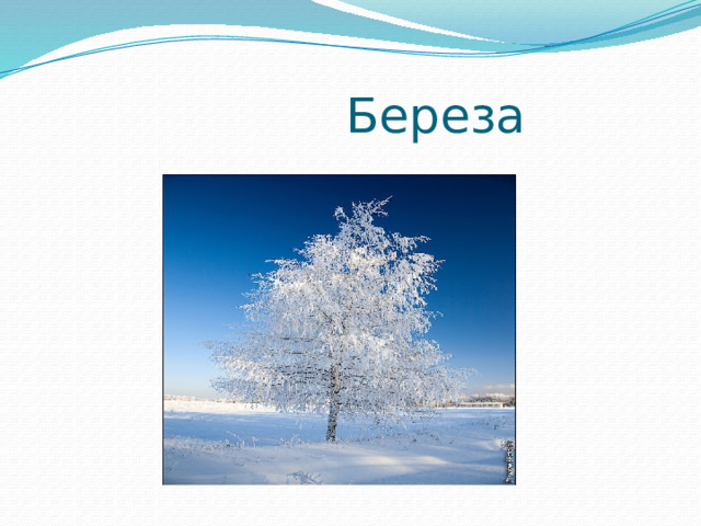 Береза 