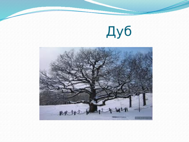  Дуб 
