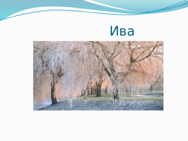  Ива 