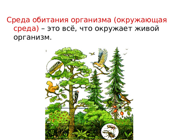 Среда обитания организма (окружающая среда) – это всё, что окружает живой организм. 