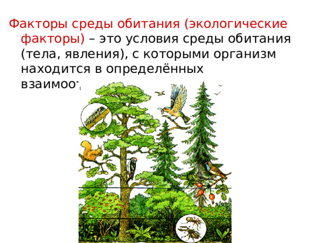Факторы среды обитания (экологические факторы) – это условия среды обитания (тела, явления), с которыми организм находится в определённых взаимоотношениях 