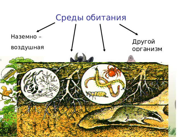 Среды обитания Наземно – воздушная  Другой организм Почвенная Водная 