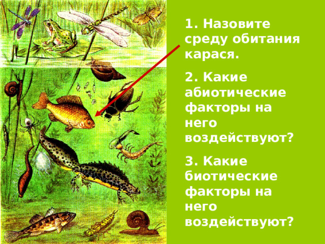 1. Назовите среду обитания карася. 2. Какие абиотические факторы на него воздействуют? 3. Какие биотические факторы на него воздействуют?   