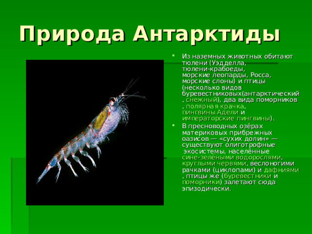 Природа Антарктиды Из наземных животных обитают  тюлени  ( Уэдделла ,  тюлени-крабоеды ,  морские леопарды , Росса,  морские слоны ) и птицы (несколько видов  буревестниковых ( антарктический ,  снежный ), два вида  поморников ,  полярная крачка ,  пингвины Адели  и  императорские пингвины ). В пресноводных озёрах материковых прибрежных оазисов — « сухих долин » — существуют  олиготрофные  экосистемы, населённые  сине-зелёными водорослями , круглыми червями , веслоногими рачками (циклопами) и  дафниями , птицы же ( буревестники  и  поморники ) залетают сюда эпизодически. 