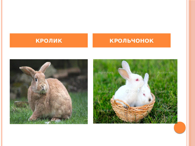 КРОЛИК КРОЛЬЧОНОК 