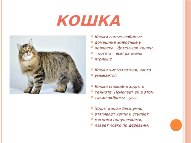КОШКА Кошки самые любимые домашние животные у человека . Детеныши кошки – котята – всегда очень игривые.  Кошка чистоплотная, часто умывается.  Кошка спокойно ходит в темноте. Помогает ей в этом такие вибрисы – усы.  Ходит кошка бесшумно, втягивает когти и ступает мягкими подушечками, лазает ловко по деревьям. 