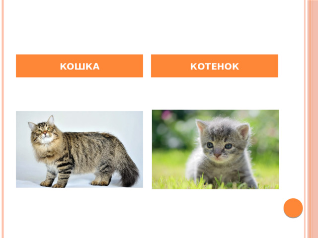 КОШКА КОТЕНОК 