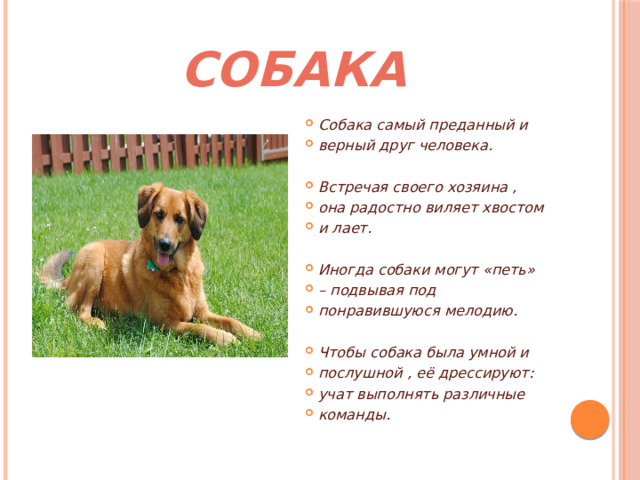СОБАКА Собака самый преданный и верный друг человека.  Встречая своего хозяина , она радостно виляет хвостом и лает.  Иногда собаки могут «петь» – подвывая под понравившуюся мелодию.  Чтобы собака была умной и послушной , её дрессируют: учат выполнять различные команды. 