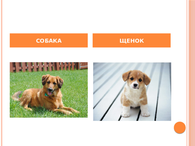 СОБАКА ЩЕНОК 