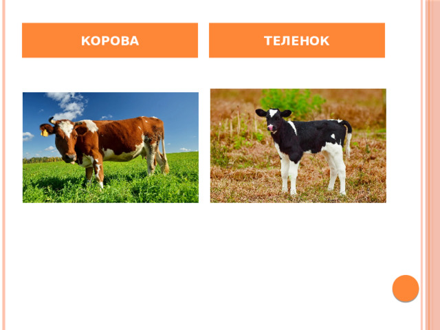 КОРОВА ТЕЛЕНОК 