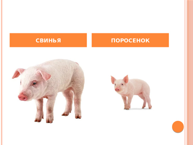 СВИНЬЯ ПОРОСЕНОК 