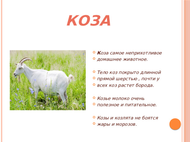 КОЗА К оза самое неприхотливое домашнее животное.  Тело коз покрыто длинной прямой шерстью , почти у всех коз растет борода.  Козье молоко очень полезное и питательное.  Козы и козлята не боятся жары и морозов. 