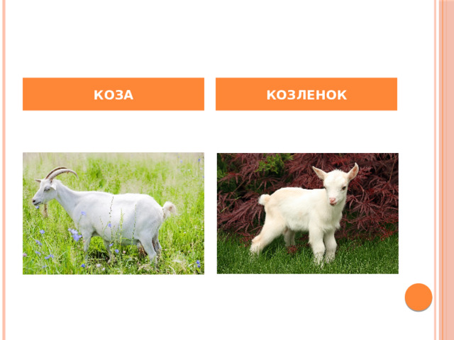 КОЗА КОЗЛЕНОК 