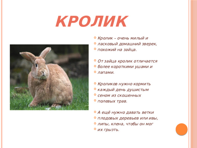 КРОЛИК Кролик – очень милый и ласковый домашний зверек, похожий на зайца.  От зайца кролик отличается более короткими ушами и лапами.  Кроликов нужно кормить каждый день душистым сеном из скошенных полевых трав.  А ещё нужно давать ветки плодовых деревьев или ивы, липы, клена, чтобы он мог их грызть. 