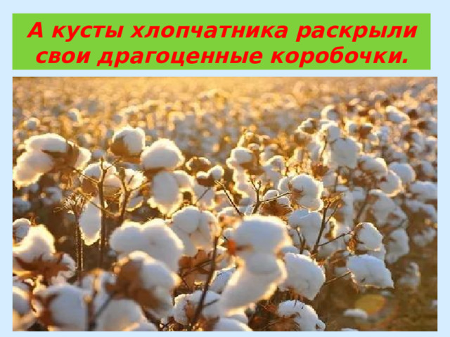А кусты хлопчатника раскрыли свои драгоценные коробочки. 
