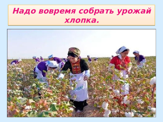 Надо вовремя собрать урожай хлопка. 