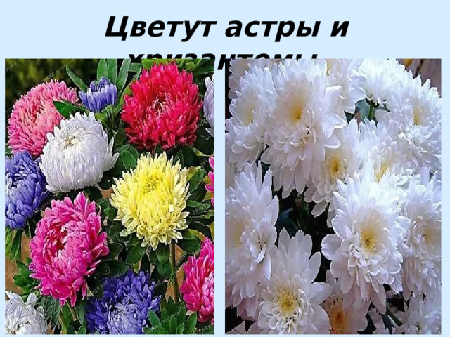 Цветут астры и хризантемы. 