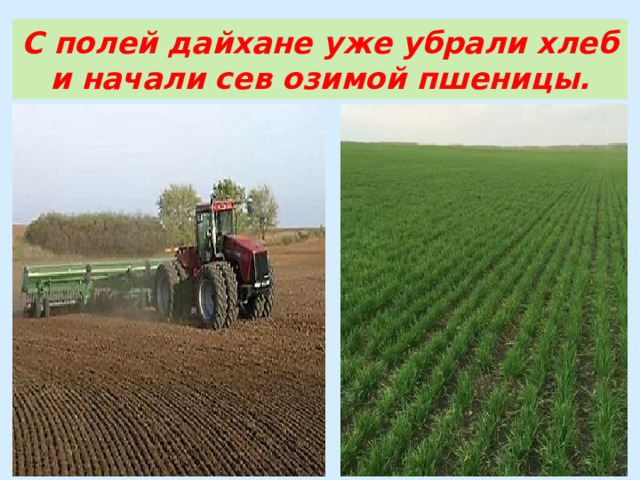 С полей дайхане уже убрали хлеб и начали сев озимой пшеницы. 