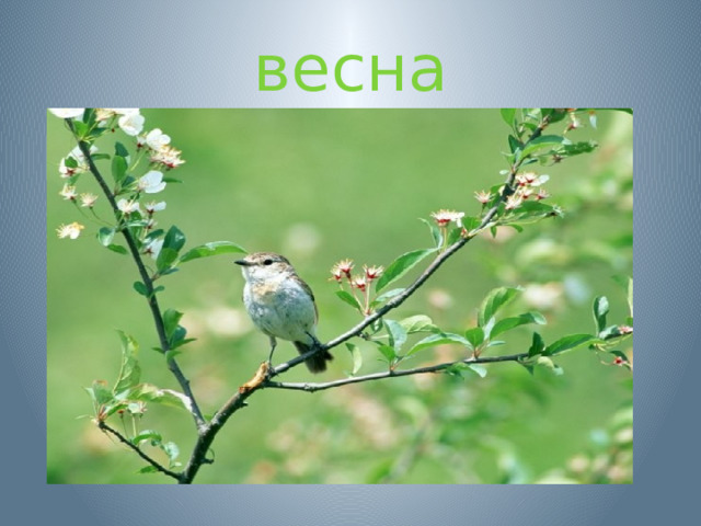 весна 