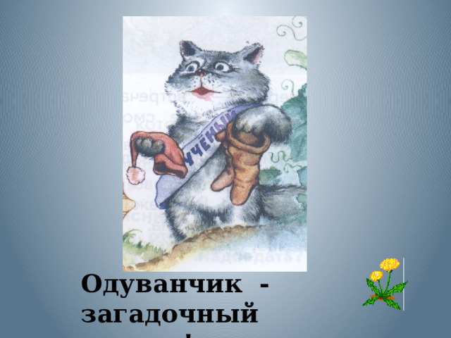 Одуванчик - загадочный цветок! 