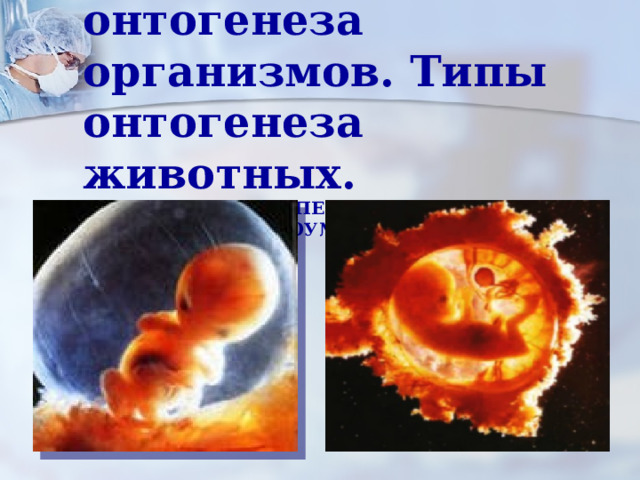           Тема. Этапы онтогенеза организмов. Типы онтогенеза животных.  Автор ПОПЕРЕНКО СВЕТЛАНА АНАТОЛЬЕВНА МБОУ№53 города МАКЕЕВКА           
