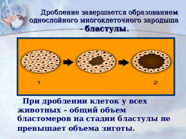 Дробление завершается образованием однослойного многоклеточного зародыша  – бластулы .  При дроблении клеток у всех животных – общий объем бластомеров на стадии бластулы не превышает объема зиготы.  