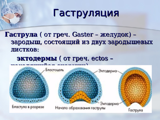  Гаструляция  Гаструла ( от греч. Gaster – желудок) – зародыш, состоящий из двух зародышевых листков:  эктодермы ( от греч. ectos – находящийся снаружи);  энтодермы ( от греч. entos – находящийся внутри);  