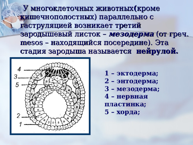  У многоклеточных животных ( кроме кишечнополостных) параллельно с гаструляцией возникает третий зародышевый листок – мезодерма (от греч. mesos – находящийся посередине). Эта стадия зародыша называется нейрулой. 1 – эктодерма; 2 – энтодерма; 3 – мезодерма; 4 – нервная пластинка; 5 – хорда; 