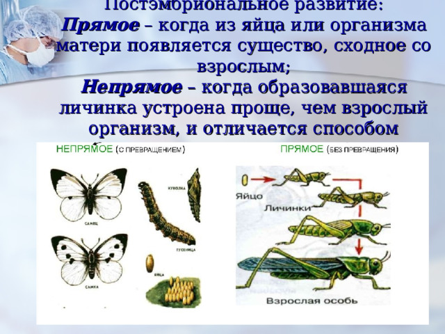Постэмбриональное развитие:  Прямое  – когда из яйца или организма матери появляется существо, сходное со взрослым;  Непрямое  – когда образовавшаяся личинка устроена проще, чем взрослый организм, и отличается способом питания, движения и др. 