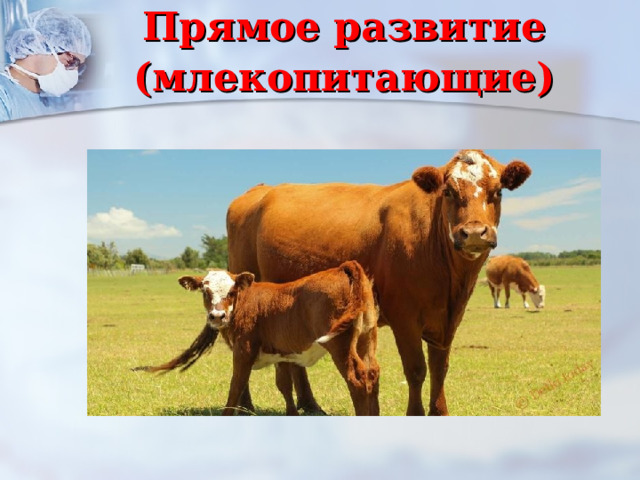 Прямое развитие (млекопитающие) 