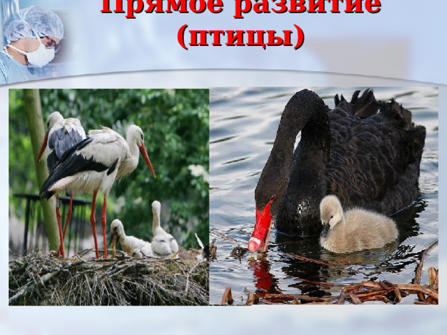 Прямое развитие (птицы)   