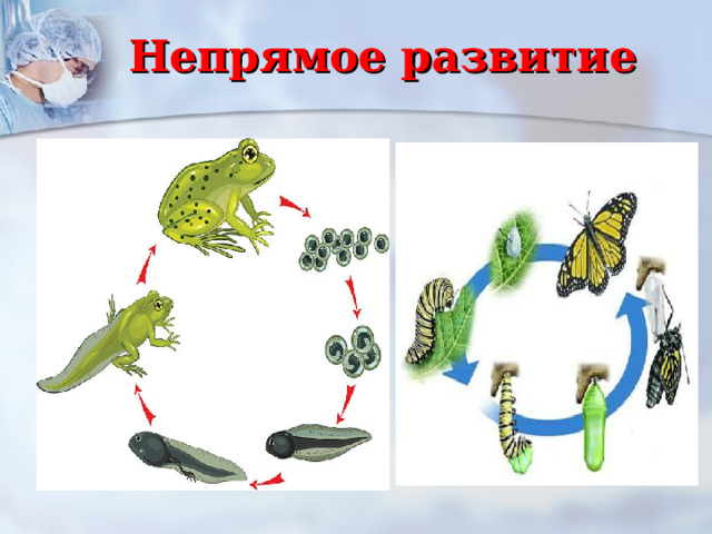 Непрямое развитие 
