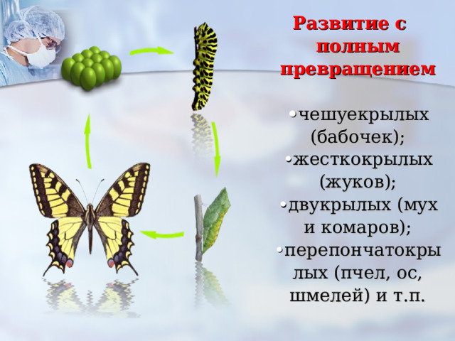 Развитие с полным превращением   • чешуекрылых (бабочек);  • жесткокрылых (жуков);  • двукрылых (мух и комаров);  • перепончатокрылых (пчел, ос, шмелей) и т.п.   