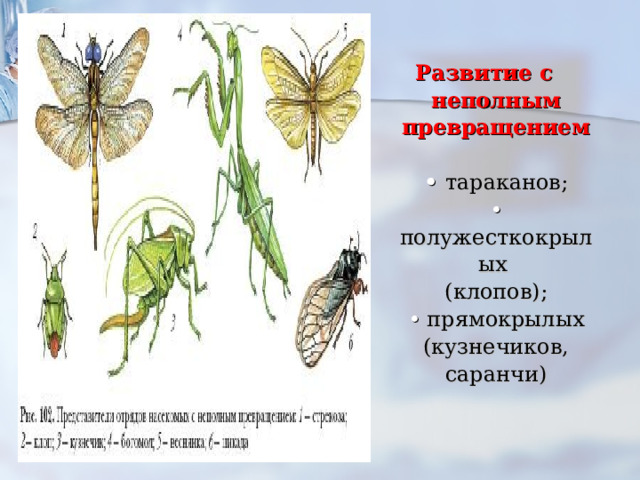 Развитие с неполным превращением   • тараканов;  • полужесткокрылых  (клопов);  • прямокрылых (кузнечиков, саранчи)   