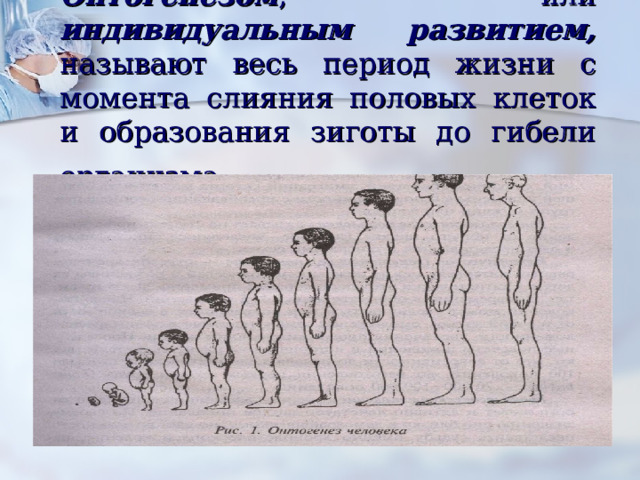 Онтогенезом , или индивидуальным развитием, называют весь период жизни с момента слияния половых клеток и образования зиготы до гибели организма . 