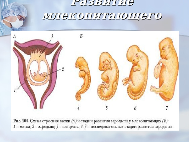 Развитие млекопитающего   