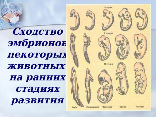 Сходство эмбрионов некоторых животных  на ранних стадиях развития 