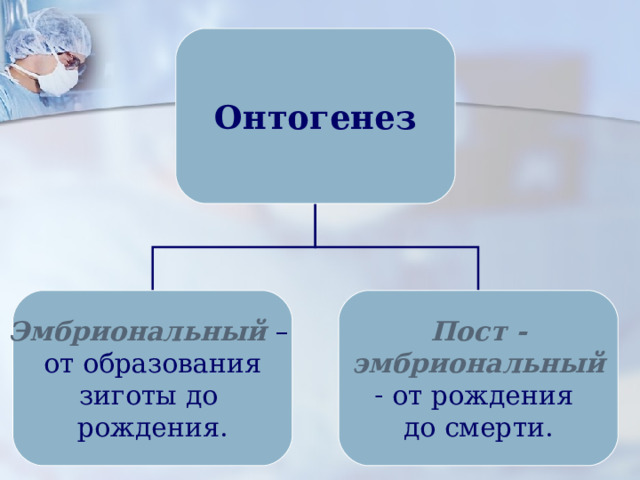 Онтогенез Эмбриональный  – от образования зиготы до рождения. Пост - эмбриональный  от рождения до смерти. 