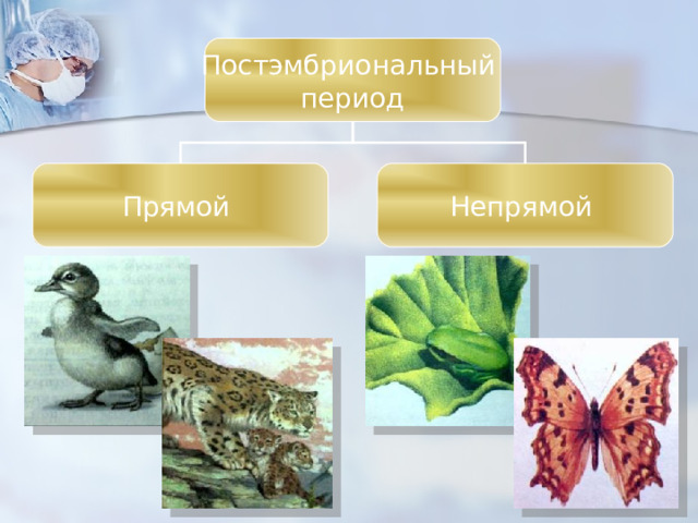 Постэмбриональный период Прямой Непрямой 