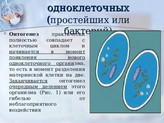 Онтогенез одноклеточных ( простейших или бактерий) Онтогенез практически полностью совпадает с клеточным циклом и начинается в момент появления нового одноклеточного органи зма, то есть в момент разделения материнской клетки на две. Заканчивается онтогенез очередным делением этого организма (Рис. 1) или его гибелью от неблагоприятного воздействия 
