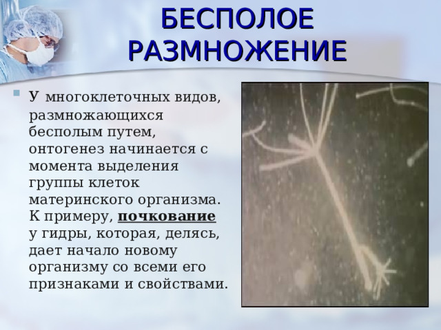 БЕСПОЛОЕ РАЗМНОЖЕНИЕ У  многоклеточных видов, размножающихся бесполым путем, онтогенез начинается с момента выделения группы клеток материнского организма. К примеру, почкование у гидры, которая, делясь, дает начало новому организму со всеми его признаками и свойствами. 